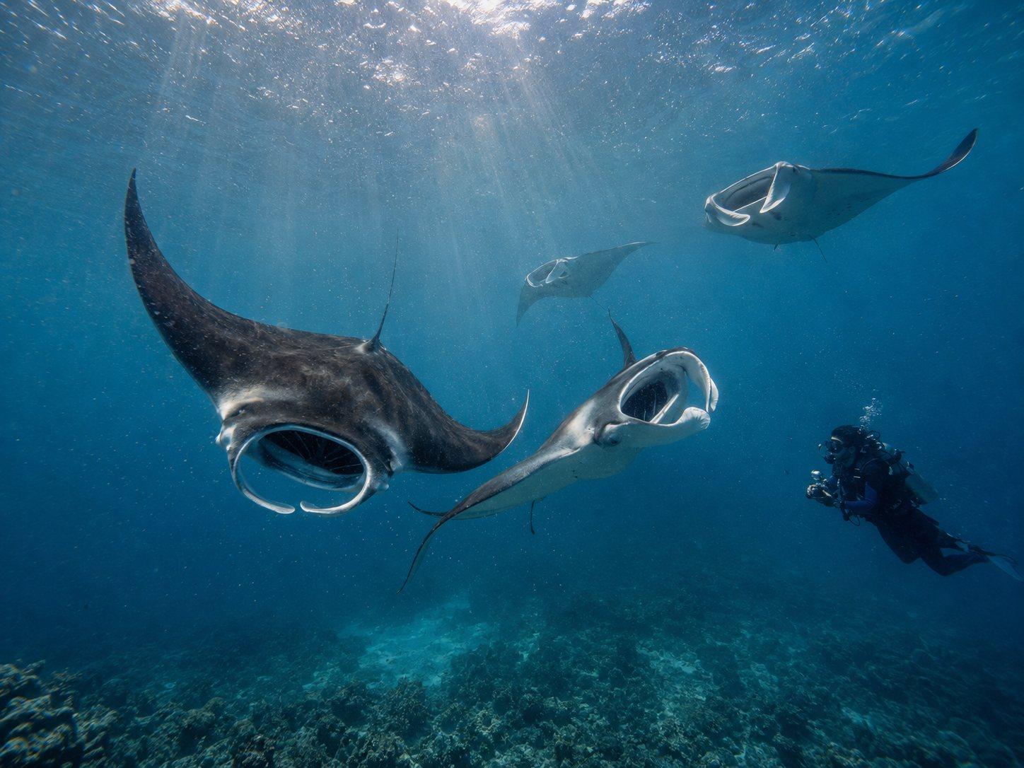 Dive Trip. Actually a Trip. — The Maldives Pod 3
