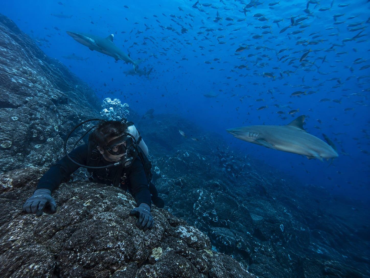 Where the Current Decides — Galápagos Pelagic Liveaboard 3